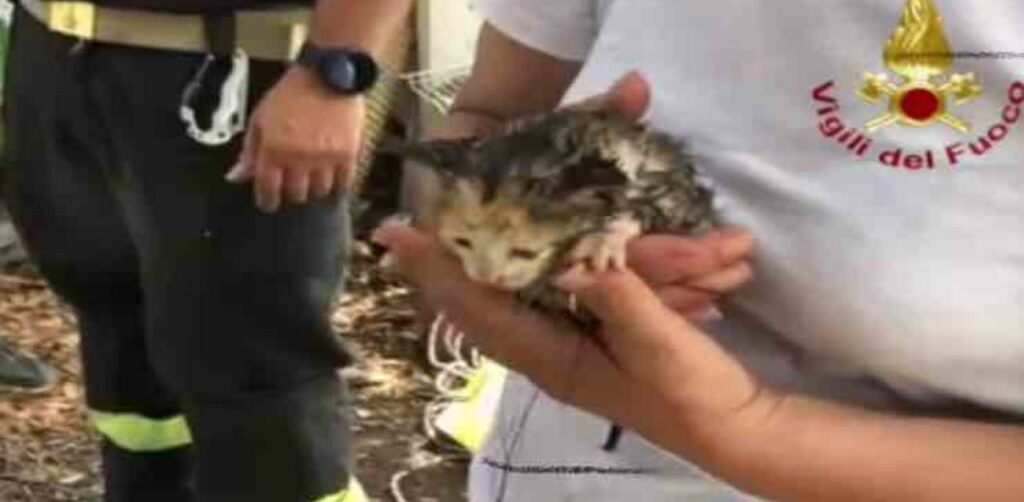Il video del salvataggio di un gattino finito in fondo ad un pozzo