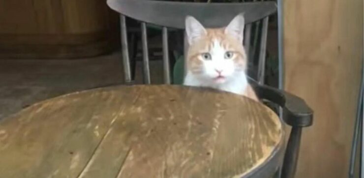 Gattino randagio si siede su una sedia di un ristorante e aspetta lì che qualcuno lo adotti (VIDEO)