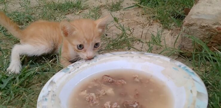 Gattino orfano in pessime condizioni mangia la zuppa di pollo per la prima volta