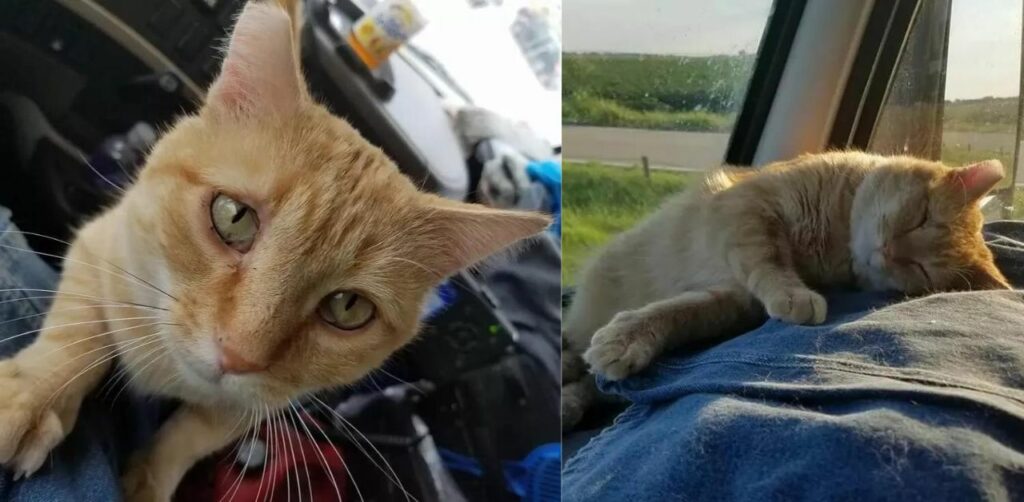 Un camionista trova un gattino ferito e decide di adottarlo, guadagnandosi un compagno di viaggio per tutta la vita