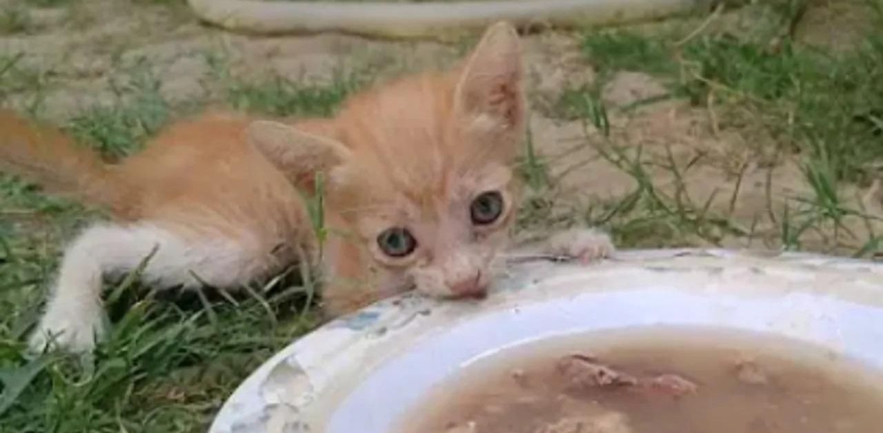 Gattino orfano in pessime condizioni mangia la zuppa di pollo per la prima volta