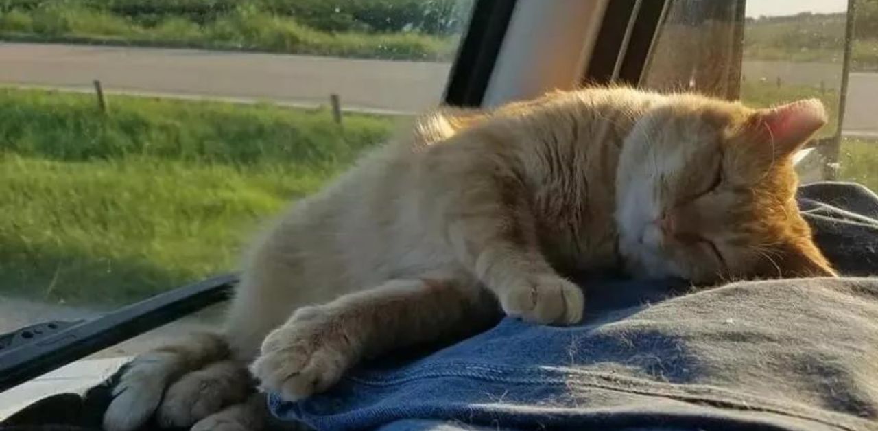 Un camionista trova un gattino ferito e decide di adottarlo, guadagnandosi un compagno di viaggio per tutta la vita