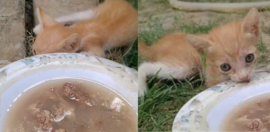 Gattino orfano in pessime condizioni mangia la zuppa di pollo per la prima volta