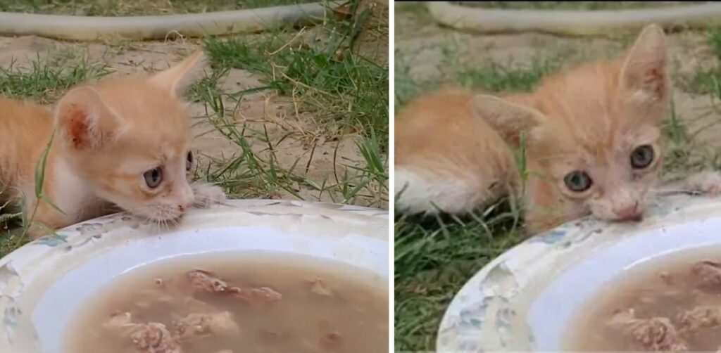 Gattino orfano in pessime condizioni mangia la zuppa di pollo per la prima volta