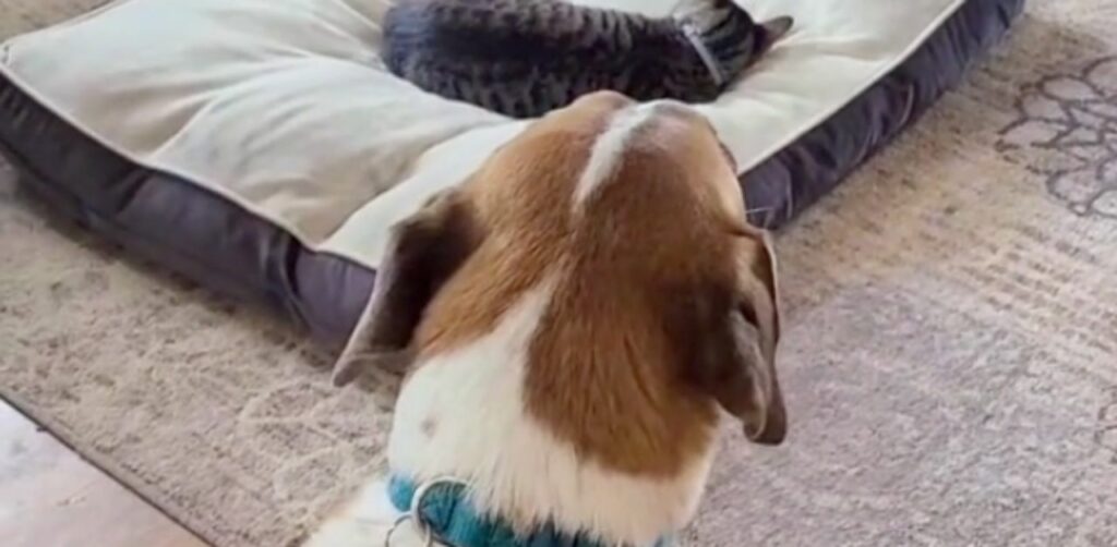 Il cane disperato implora il suo proprietario di spostare il gattino dalla sua cuccia (VIDEO)