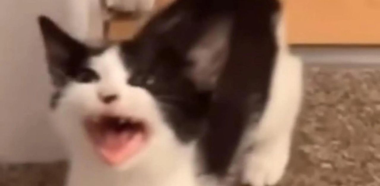 Gatto piange disperato perché la sua padrona non vuole accontentarlo (VIDEO)