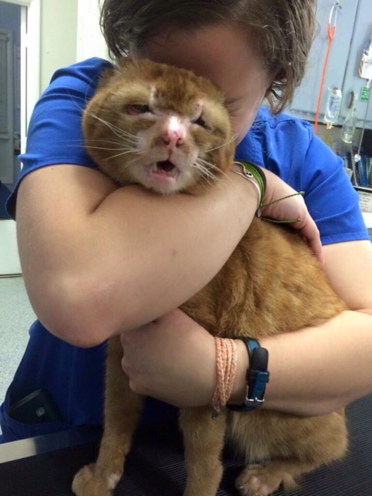 gatto con personale della clinica