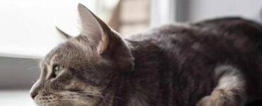 La sua padrona mette da parte le camicie del suo defunto marito e il gatto ha una reazione che diventa virale sul web