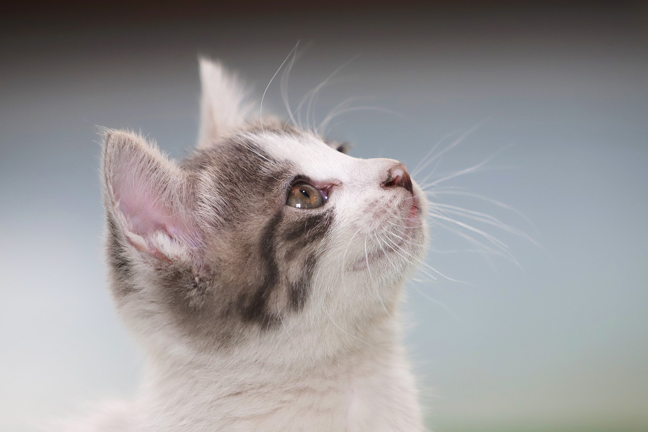 gatto mordere capelli