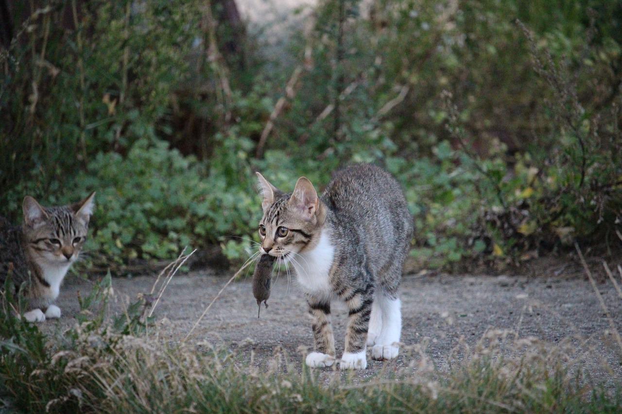 gatto regalini in casa