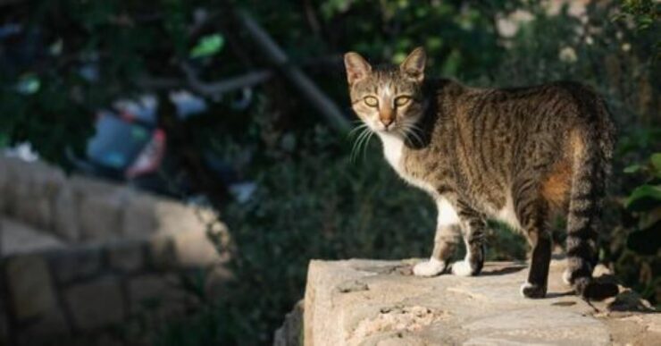 gatto regalini in casa