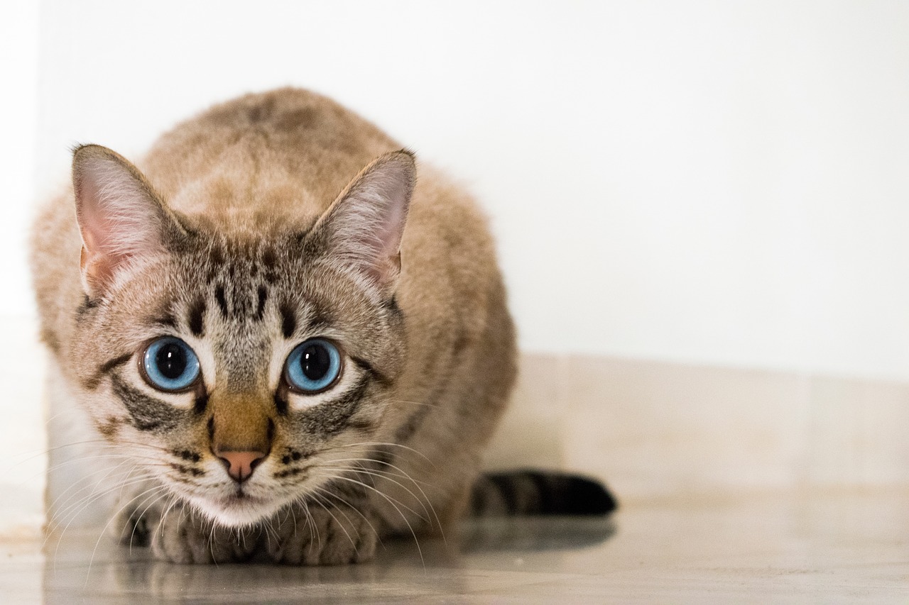 gatto identificare glaucoma