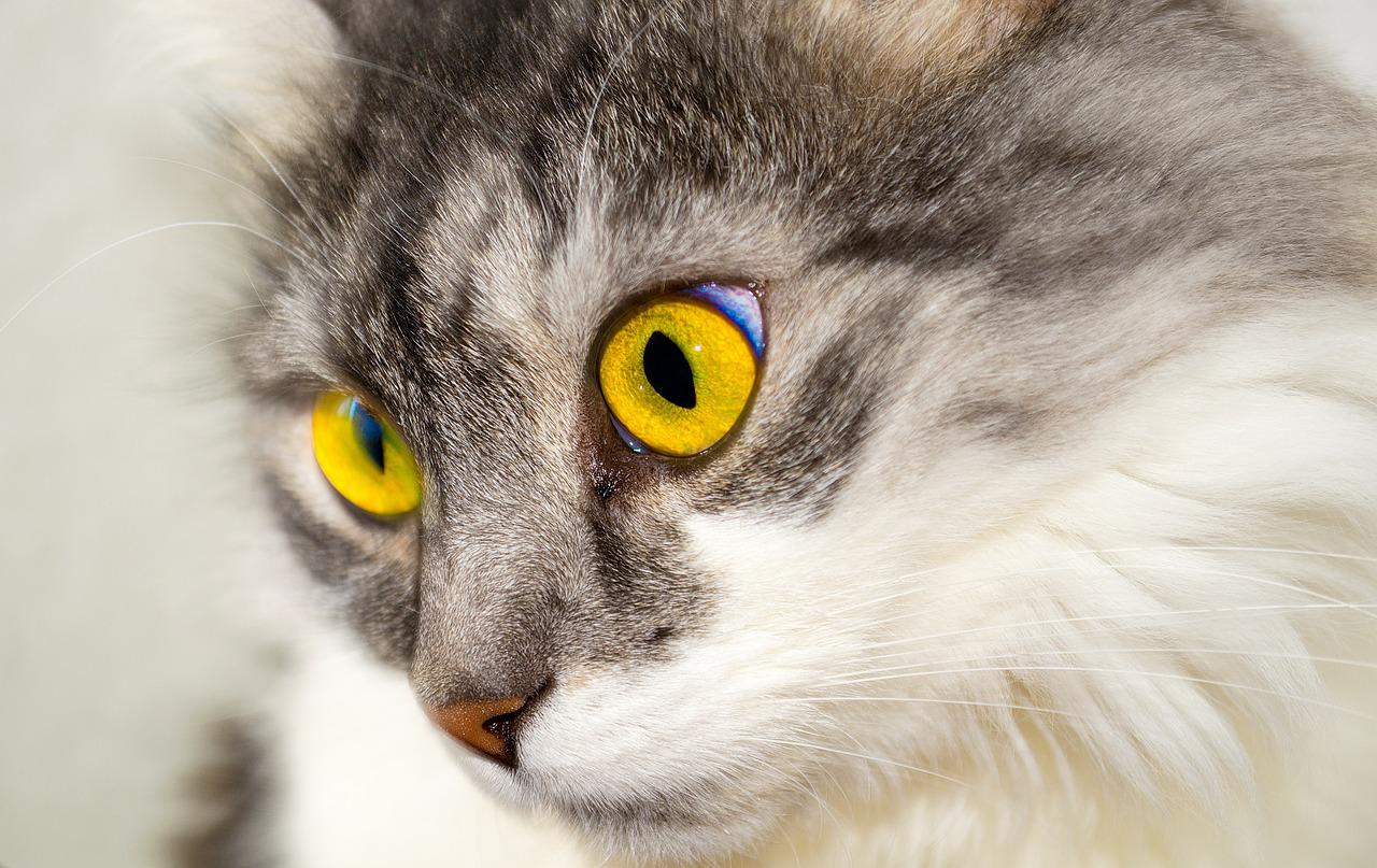 gatto identificare glaucoma