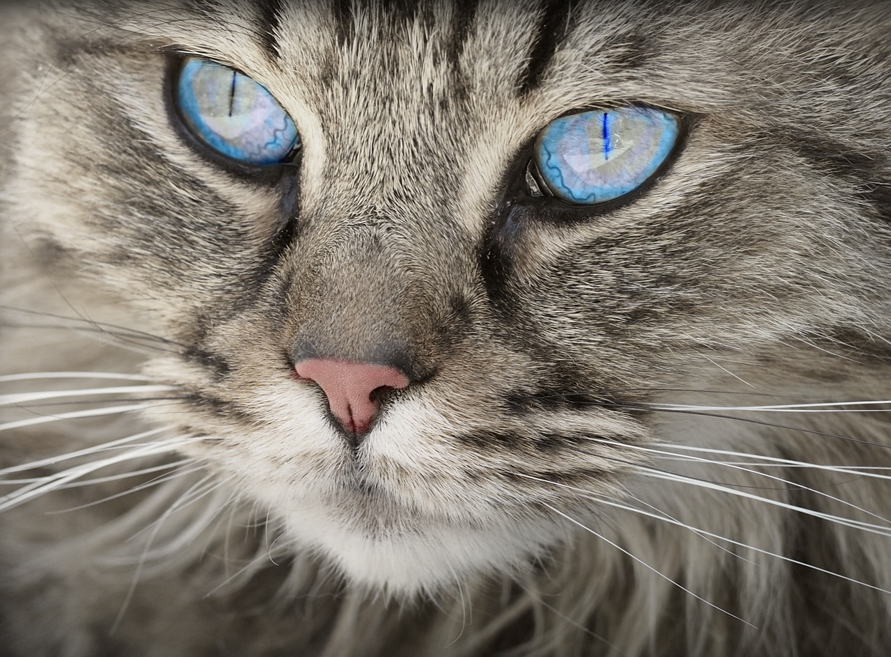 gatto identificare glaucoma