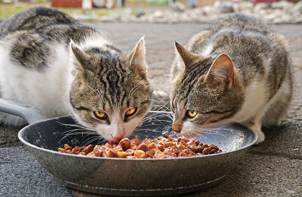 gatto gusti esigenti