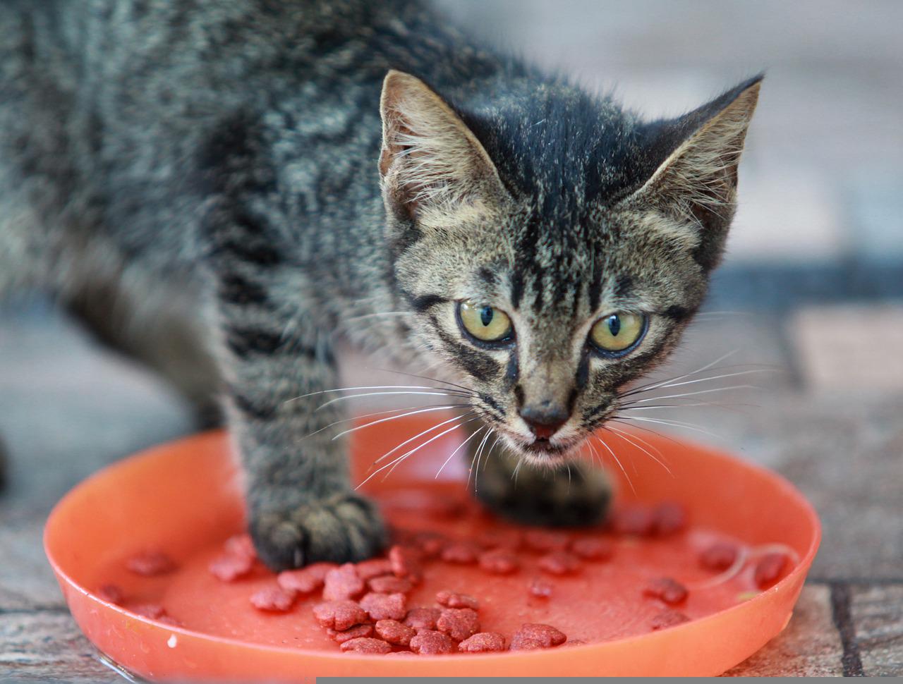 gatto gusti esigenti