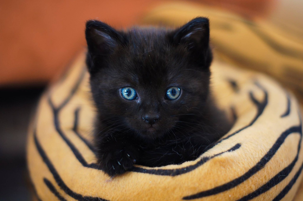 adottare un gatto nero