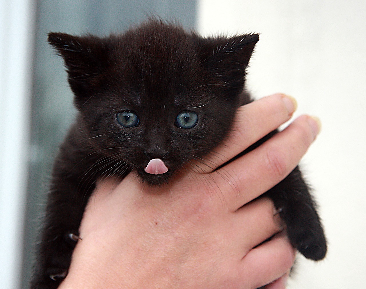 adottare un gatto nero