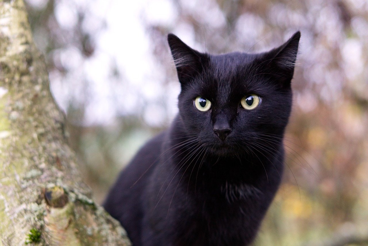 prendere un gatto nero