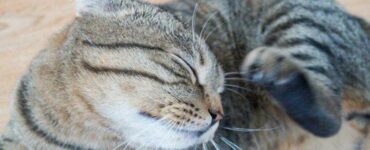 gatto gratta orecchie