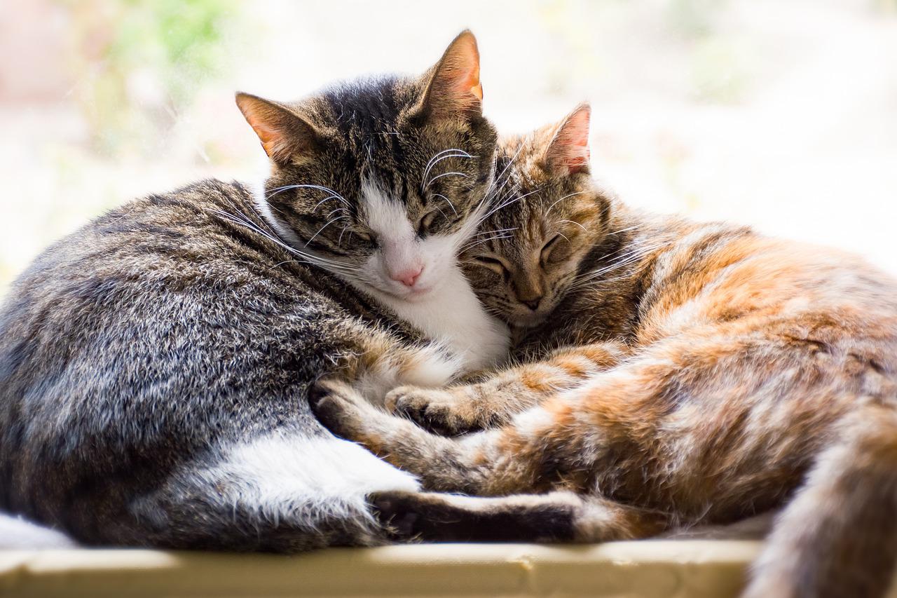 il gatto e la solitudine