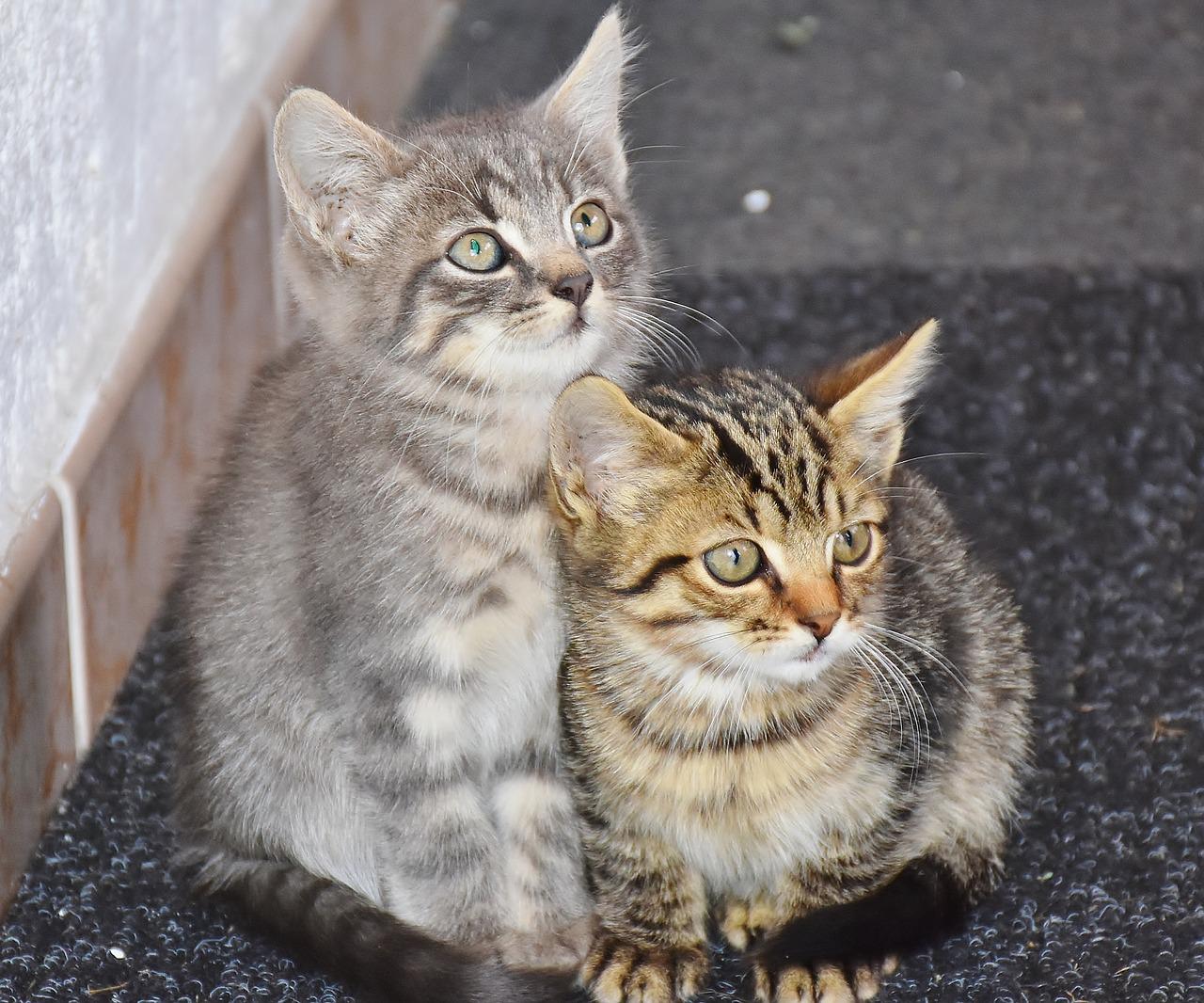 il gatto e la solitudine