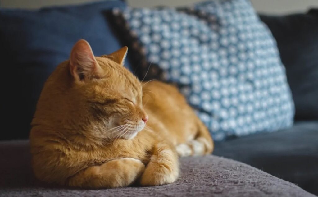 gatto solo in casa stress