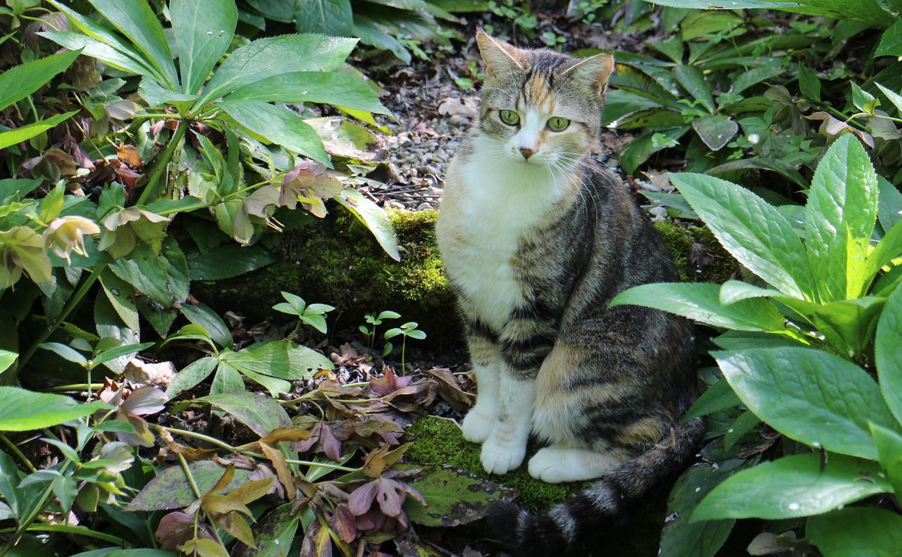 gatto sterilizzato allontanarsi