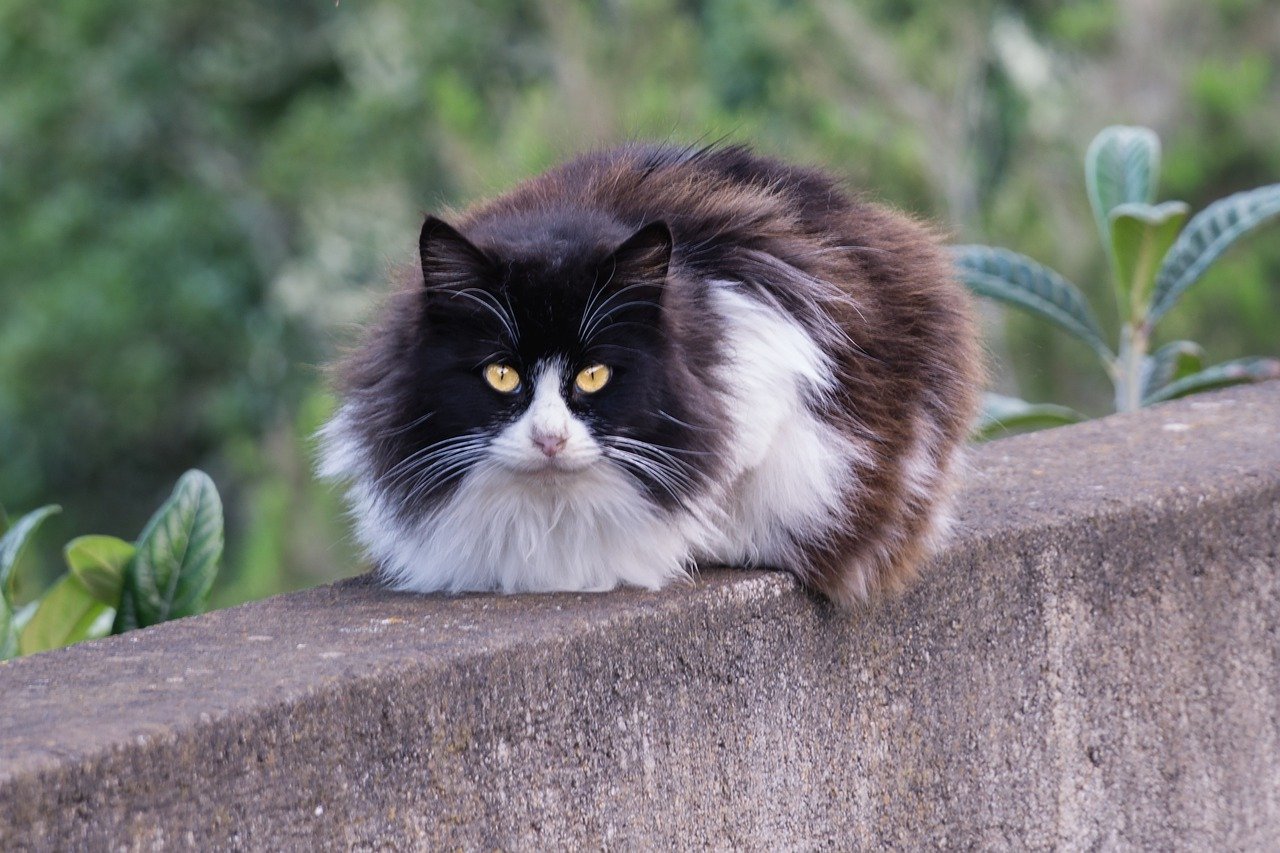 gatto sterilizzato allontanarsi