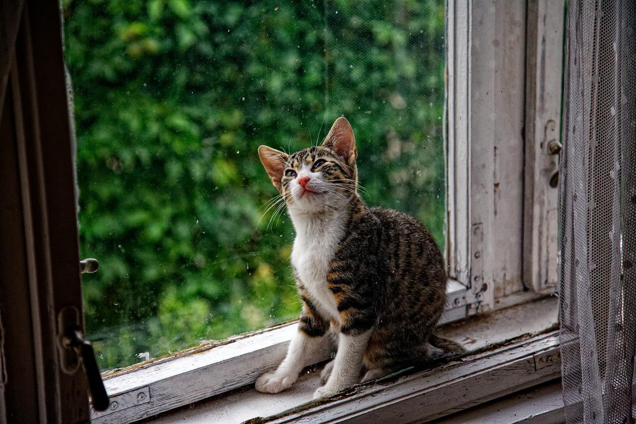 calmare il gatto dai temporali