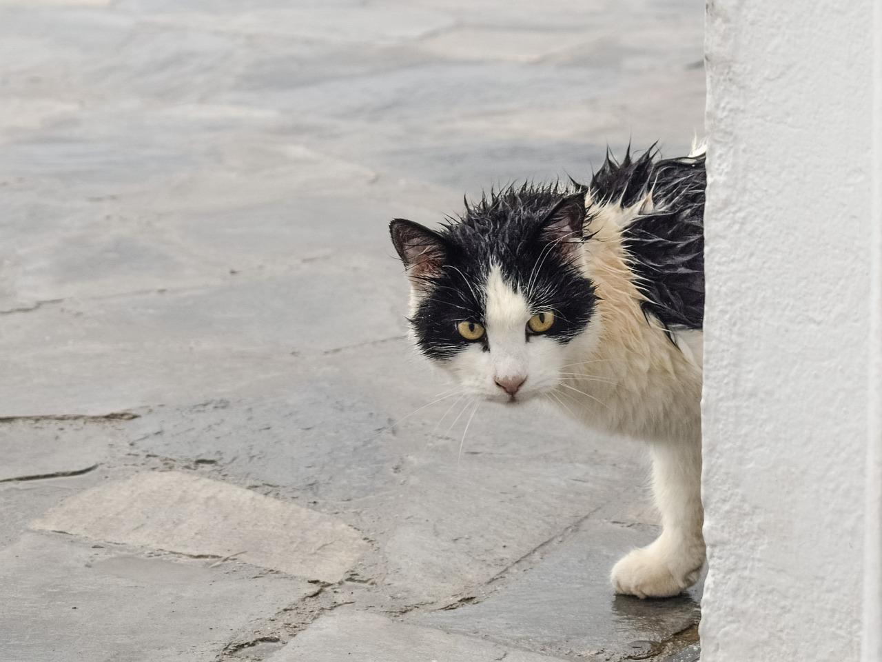 calmare il gatto dai temporali