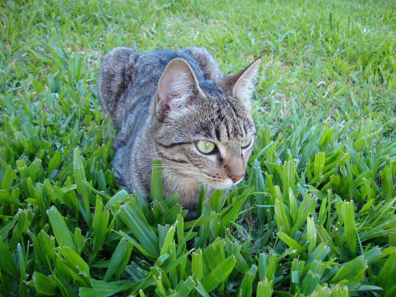 proteggere il gatto dalle zanzare