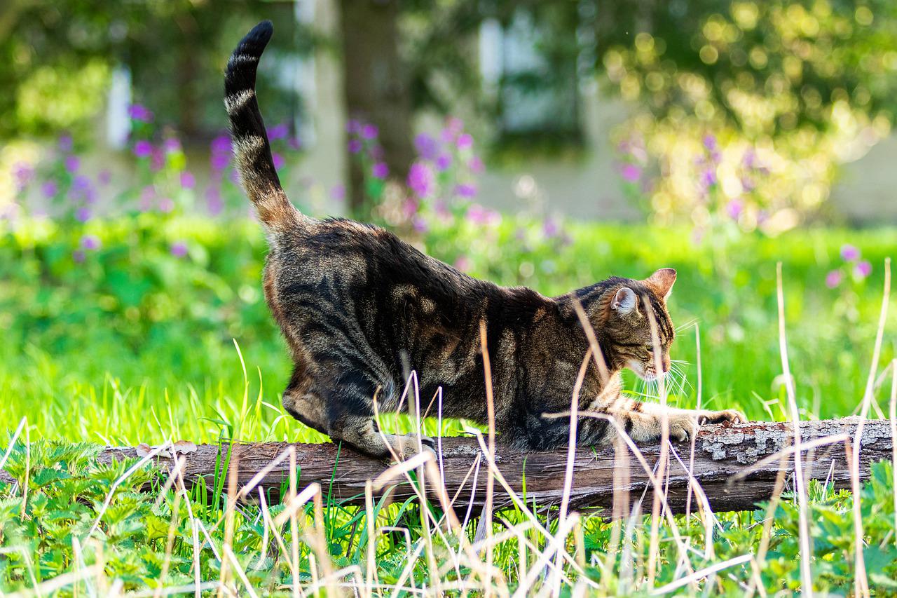 proteggere il gatto dalle zanzare