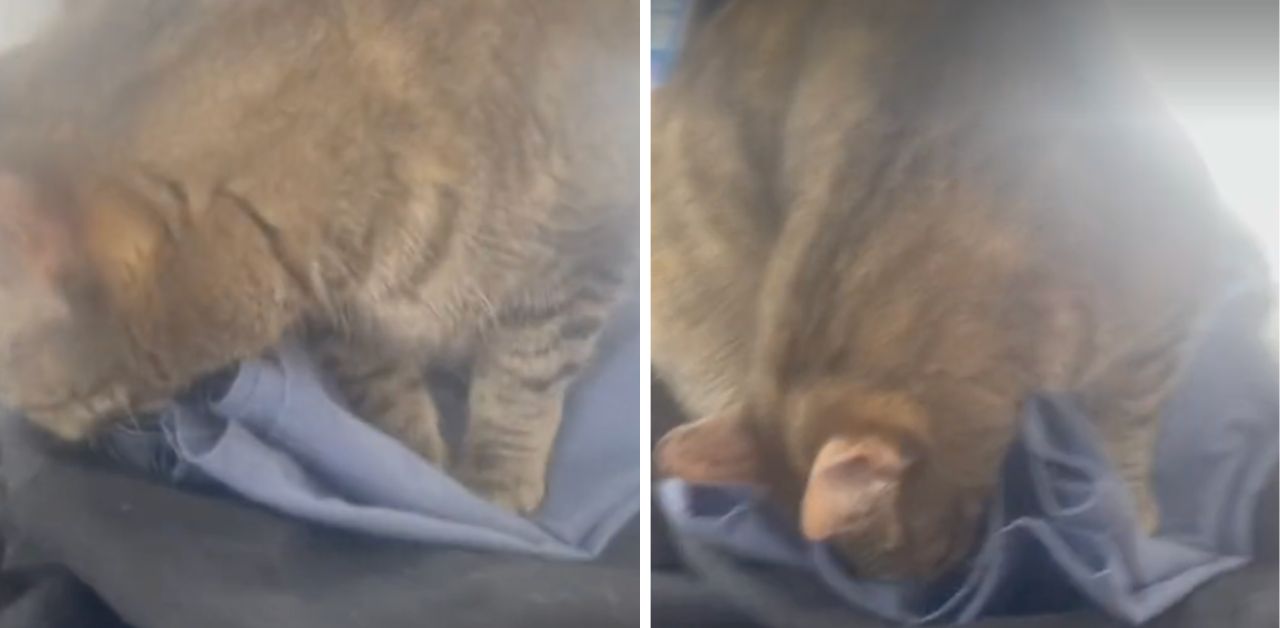 La sua padrona mette da parte le camicie del suo defunto marito e il gatto ha una reazione che diventa virale sul web