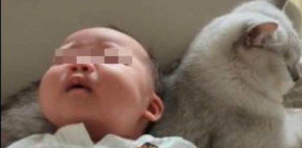 Il gatto "baby-sitter": è perfetto per accudire i bambini (VIDEO)