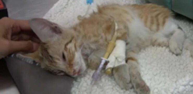 Donna rischia di uccidere un gatto con il Trea Tree Oil dopo averlo salvato