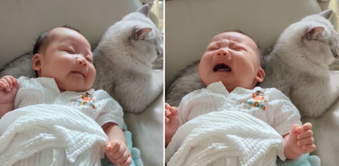 Il gatto "baby-sitter": è perfetto per accudire i bambini (VIDEO)