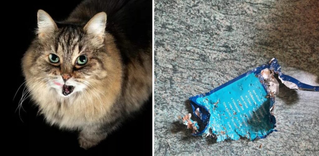 La vicina ha accusato il gatto sdentato di aver divorato tutte le scatolette del cibo, ma in realtà lui non era il colpevole