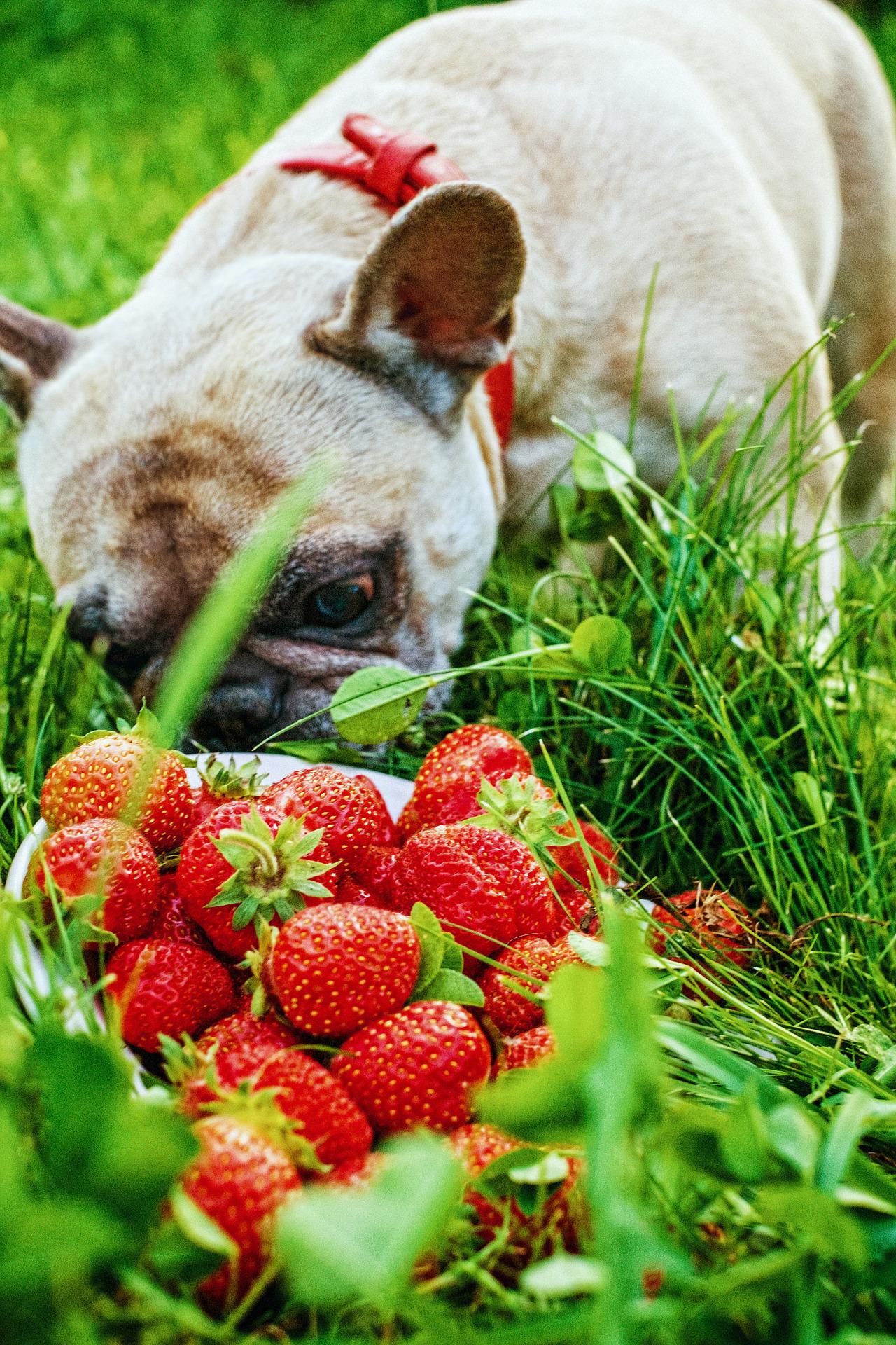 preparare al cane i ghiaccioli