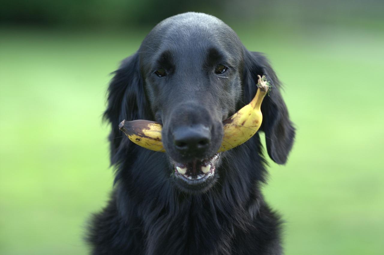 preparare al cane i ghiaccioli