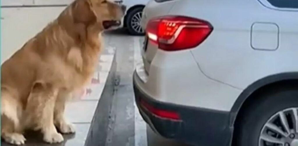 Golden Retriever aiuta il suo padrone a parcheggiare: il video testimonia la sua intelligenza