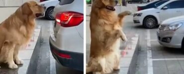 Golden Retriever aiuta il suo padrone a parcheggiare: il video testimonia la sua intelligenza