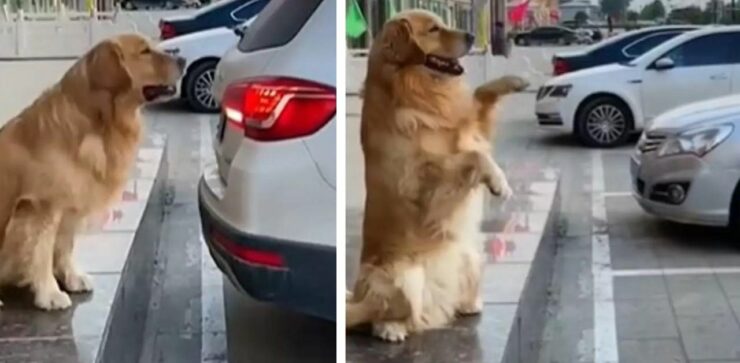 Golden Retriever aiuta il suo padrone a parcheggiare: il video testimonia la sua intelligenza