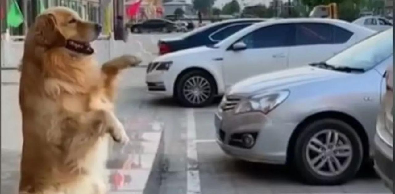 Golden Retriever aiuta il suo padrone a parcheggiare: il video testimonia la sua intelligenza