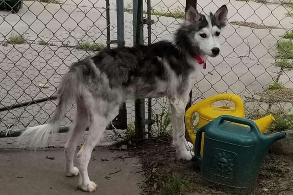 husky in adozione