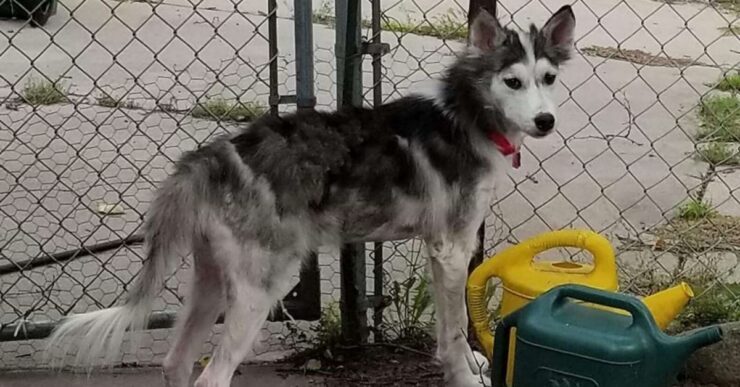 husky in via di guarigione