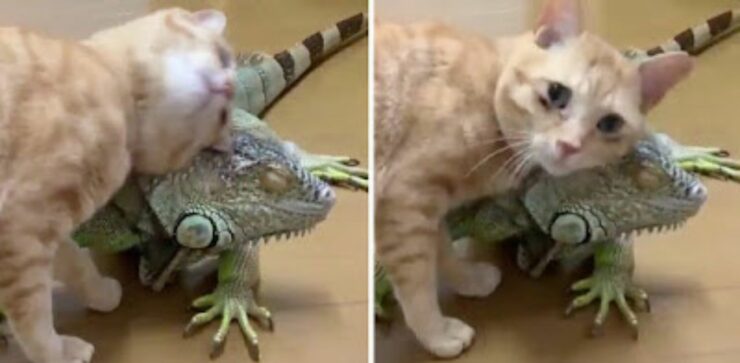 Tenero gattino usa le squame del suo amico iguana per grattarsi