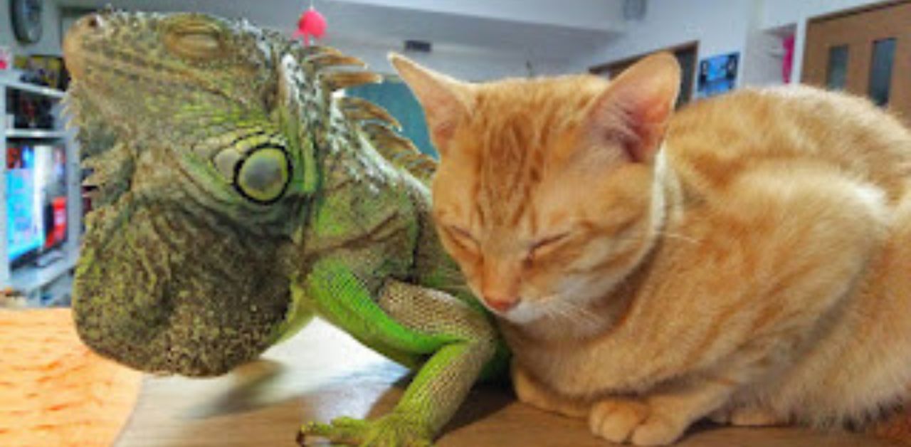 Tenero gattino usa le squame del suo amico iguana per grattarsi