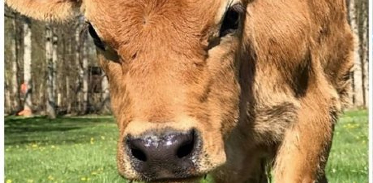 Mucca rifiutata da un macellaio viene adottata da una famiglia