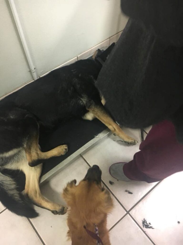 cagnolina investita viene pesata in clinica